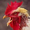 Rooster Sound Effect