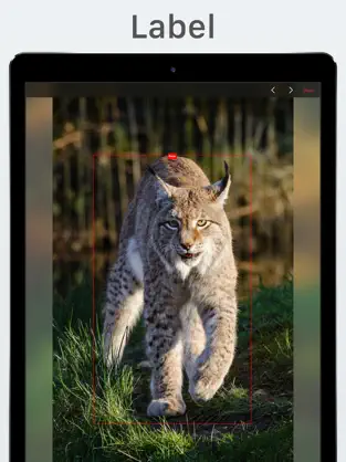 Screenshot 4 Lince iphone