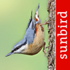 Bird Id - British Isles birds - Mullen & Pohland GbR
