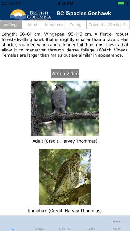 BC iSpecies Goshawk