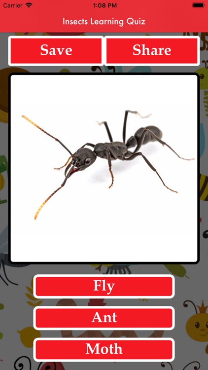 Insects Learning Quiz