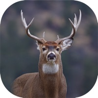 Hunting Camera Pro pour PC