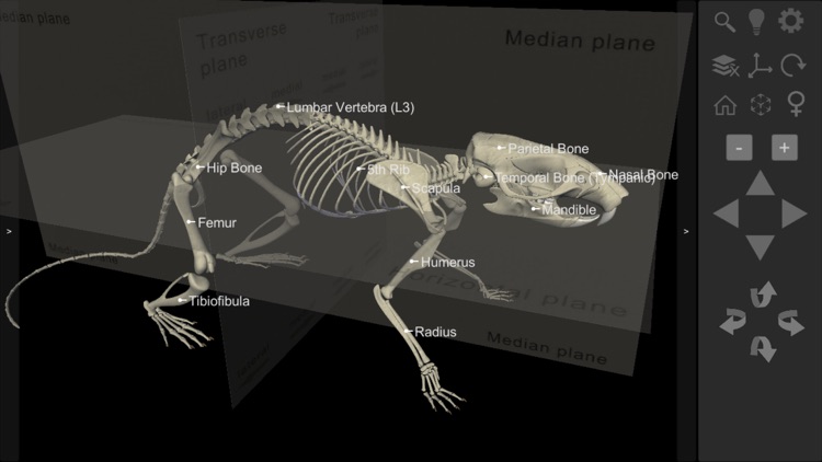 3D Rat Anatomy screenshot-6