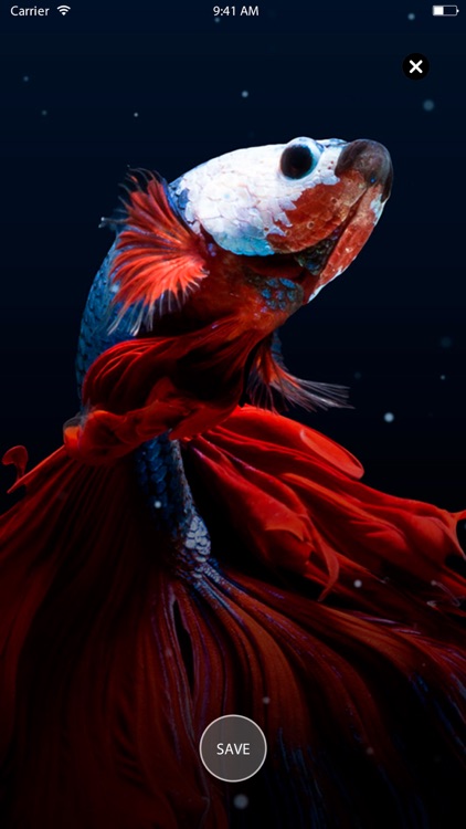 Live Wallpapers HD to iPhone screenshot-3