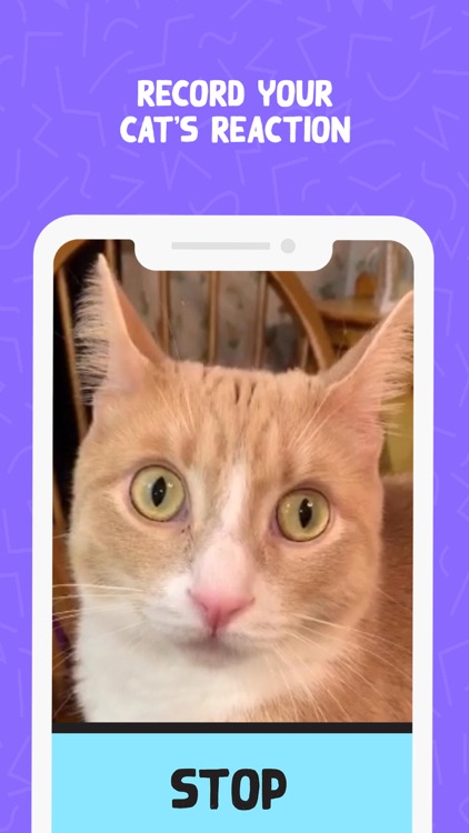 Right Meow - Cat Call App