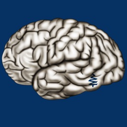 Cerebrum ID