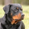 Rottweiler Sounds & Dog Sounds