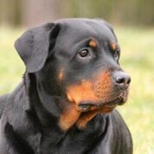 Rottweiler Sounds & Dog Sounds icon