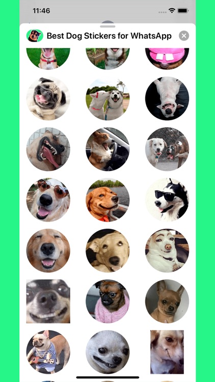 Best Dog Stickers for WhatsApp