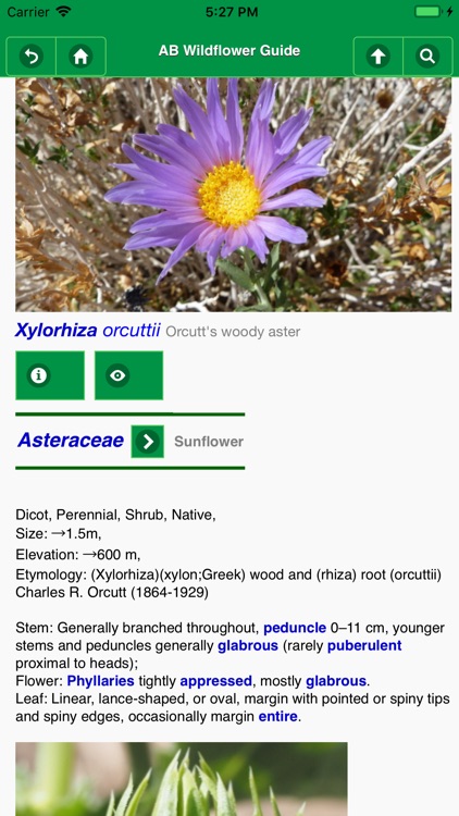 Anza-Borrego Wildflowers Lite