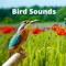 Bird Sounds app is dedicated to sharing bird sounds from all over the world