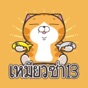 Lan Lan Cat 13 (Thailand) app download