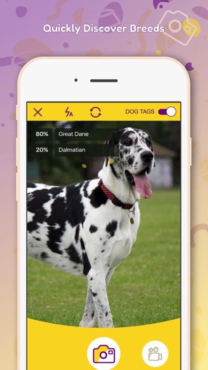 DreamDog: Find Your Dream Dog! screenshot-3