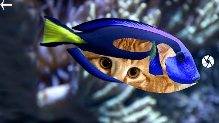 Flashy Fish: Design Evolution