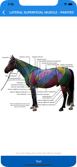 Equine Anatomy Learning Aid(圖3)-速報App