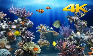 Aquarium 4K √