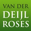 Deijlroses