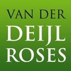 Deijlroses