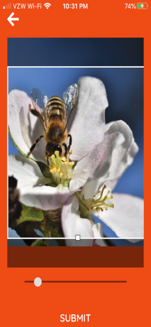 World Bee Count - Mobile(圖2)-速報App