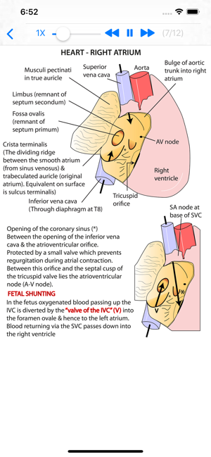 Anatomy Thorax and Abdomen(圖2)-速報App