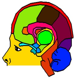 Mungadze Natural Brain Map