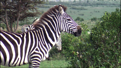 Video Touch - Wild Animals Screenshot 3