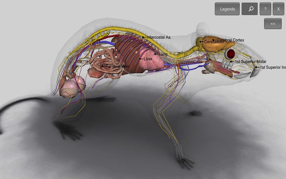 3D Rat Anatomy screenshot 4