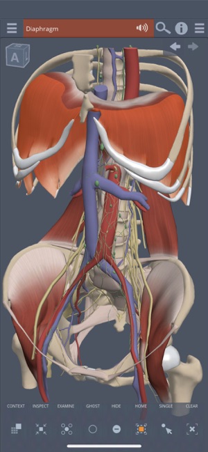 Abdomen: 3D Real-time(圖2)-速報App