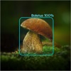 Mushrooms - AI Identifier