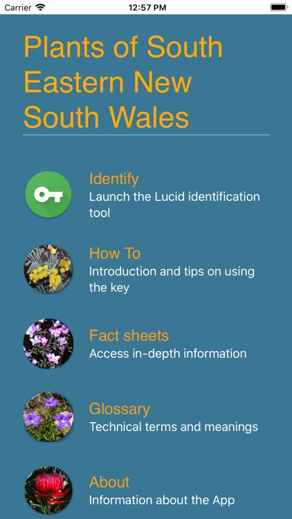 Plants of South Eastern NSW