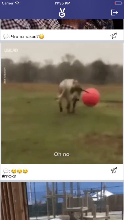 35 Funniest Gifs of Animals