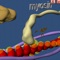 Muscle contraction and the related "motor proteins" of the cell were traditionally a hard theme to explain to the students