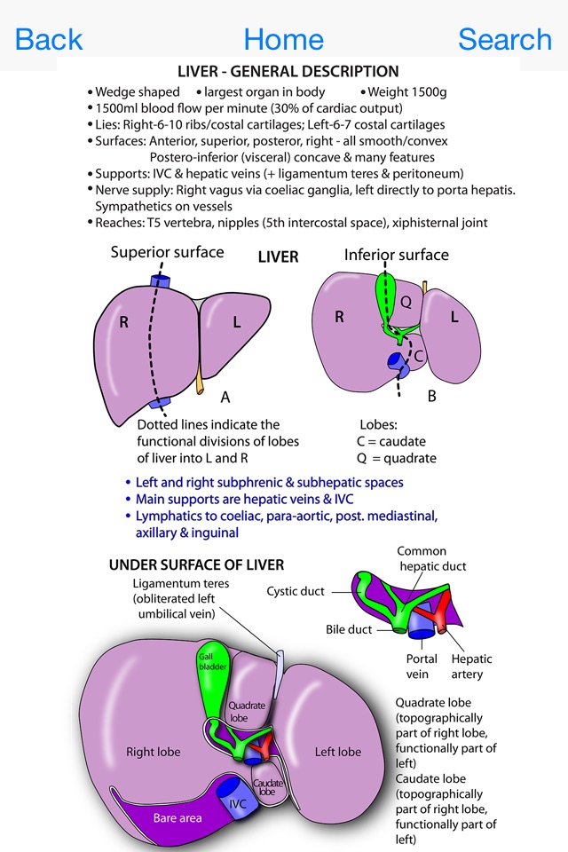 Instant Anatomy Flash Cards screenshot 3