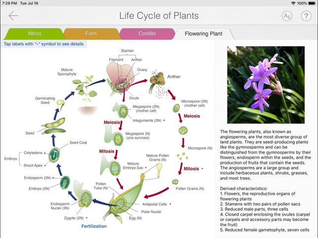 Focus on Plant(圖3)-速報App