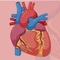 Find out and improve your information answering questions and learn new knowledge about human cardiovascular anatomy by our app