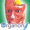 *****PLEASE NOTICE, THIS IS THE ENTERPRISE EDITION OF 3D ORGANON ANATOMY*****