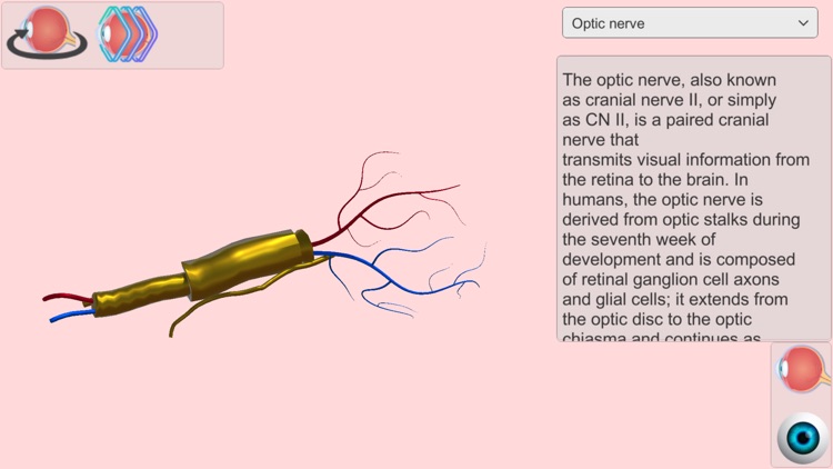 Eye Anatomy Atlas screenshot-3