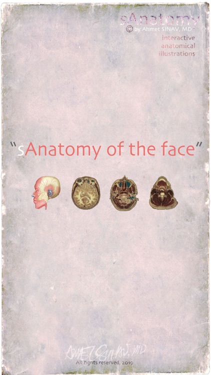 sAnatomy_Face