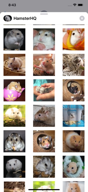 Hamster HQ - High Quality Hams(圖2)-速報App