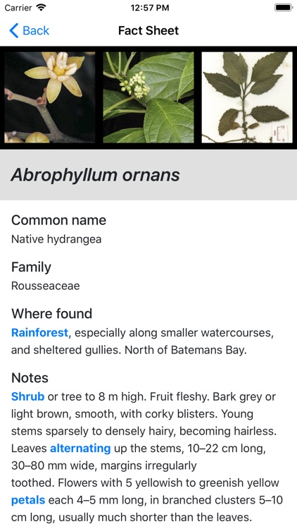 Plants of South Eastern NSW screenshot-3