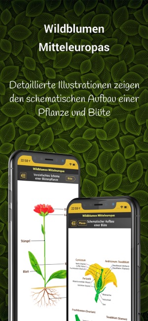 Wildblumen Mitteleuropas(圖5)-速報App