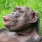 Unleash a jungle of fun animal sounds on your iPhone for FREE