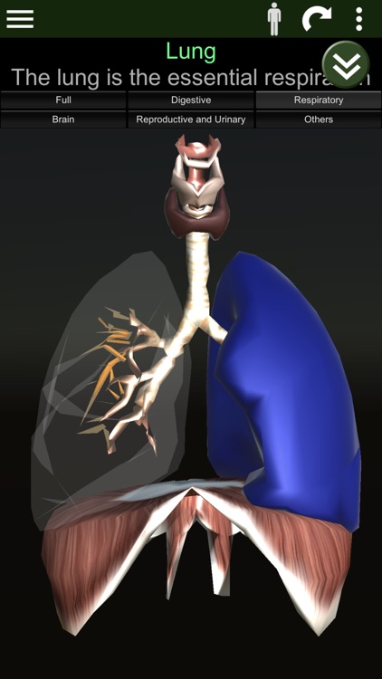 ORGANS 3D (ANATOMY)