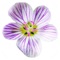 The FLORA OF VIRGINIA PROJECT (www