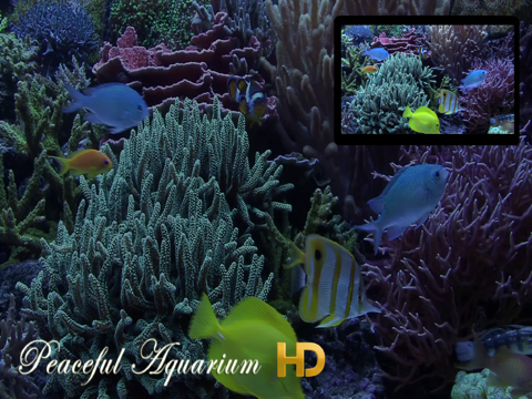 Peaceful Aquarium HD - náhled