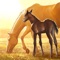 Create a champion in Rival Stars Horse Racing