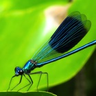 Top 10 Reference Apps Like Dragonflies - Best Alternatives