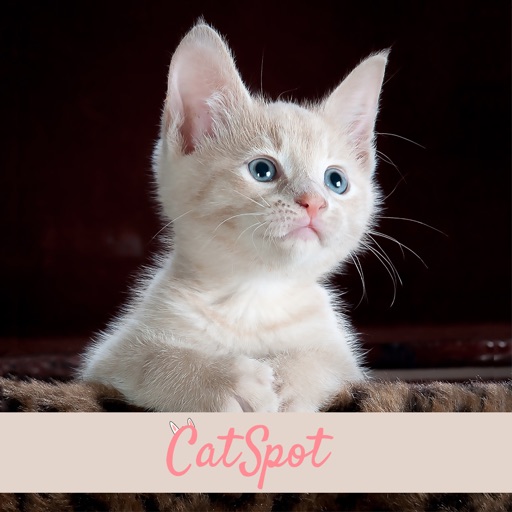 CatSpot: App for Cat Lovers