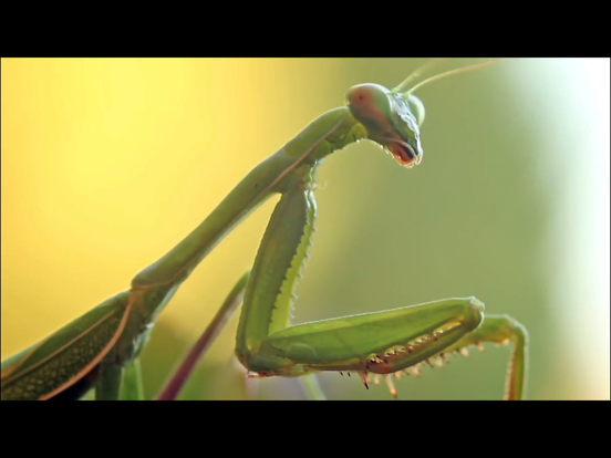 Video Touch &#8211; Bugs &amp; Insects