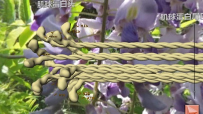 肌肉和分子马达在3D虚拟现实中 screenshot 4